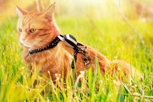 GPS-трекеры для домашних животных позволяют следить за их хозяевами